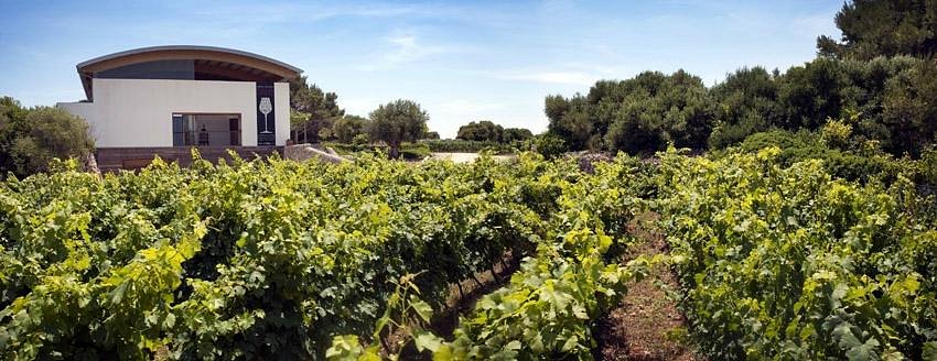 Sur la route des vins de Minorque